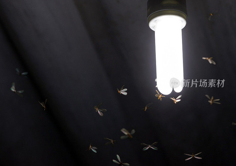 许多飞舞的白蚁/飞蛾靠近一户人家屋顶上的一个白色灯泡